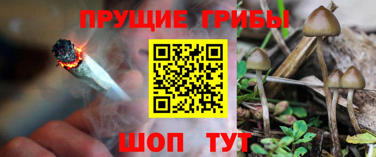 Галлюциногенные грибы Cubensis Кропоткин